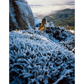 Hobart and the Derwent estuary from the summit, Mount Wellington, Tasmania by Peter Dombrovskis