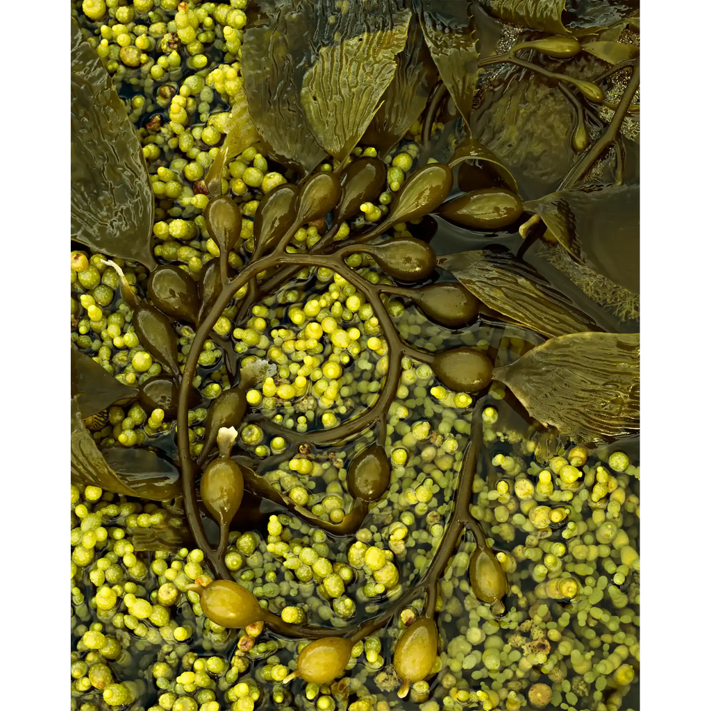 Macrocystis and Hormosira seaweed, Tasmania by Peter Dombrovskis