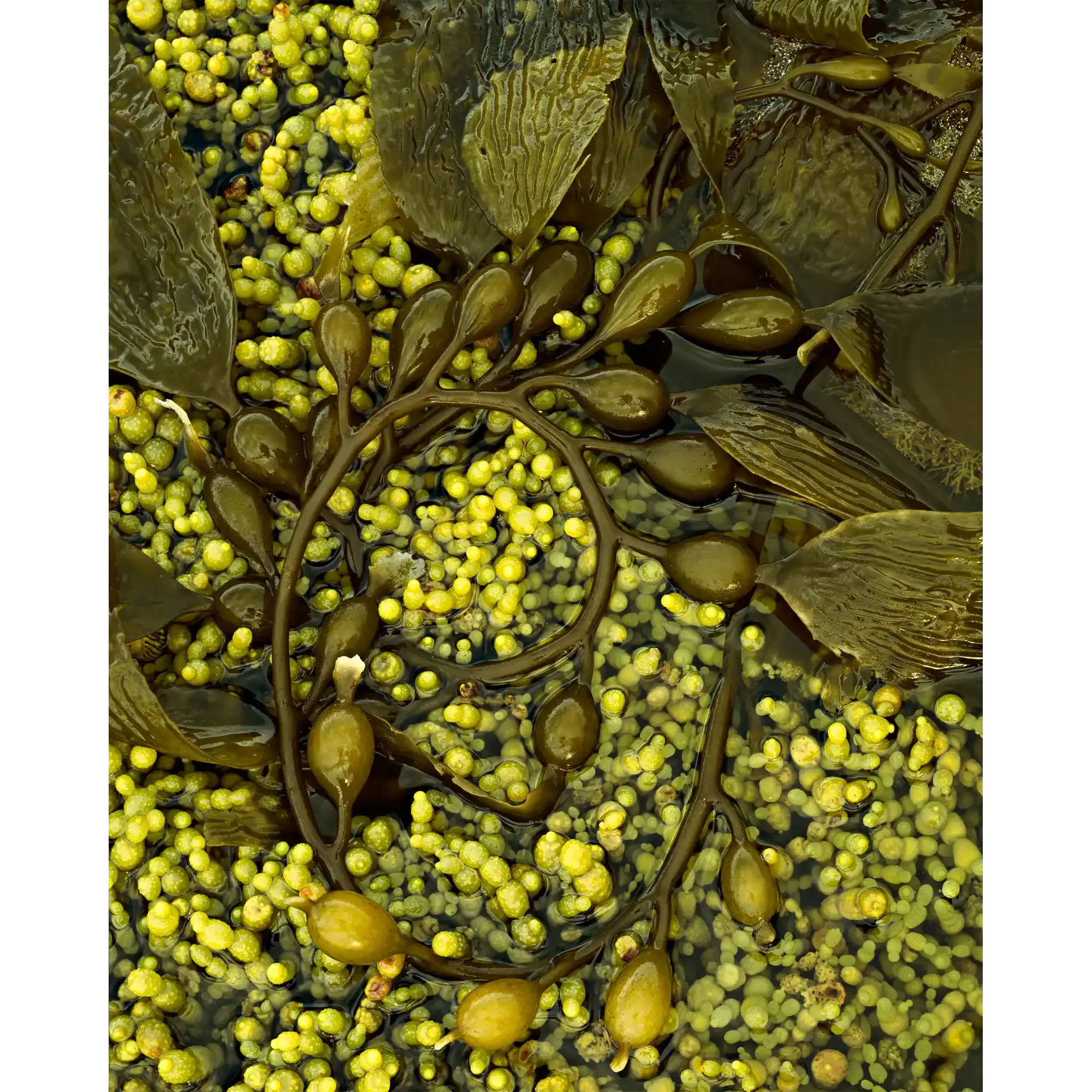 Macrocystis and Hormosira seaweed, Tasmania by Peter Dombrovskis