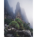 Moonraker rises beyond tree groundsels (Brachyglottis brunonis), the Organ Pipes, Mount Wellington, Tasmania by Peter Dombrovskis
