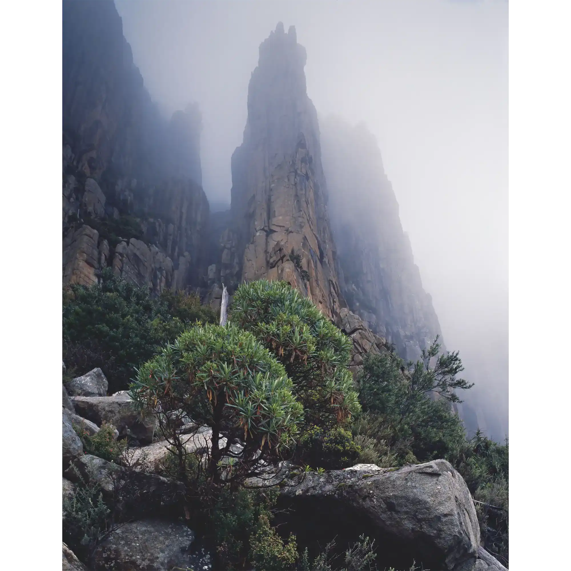 Moonraker rises beyond tree groundsels (Brachyglottis brunonis), the Organ Pipes, Mount Wellington, Tasmania by Peter Dombrovskis