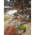 Shoreline at Lake Will, Cradle Mountain-Lake St Clair National Park, Tasmania by Peter Dombrovskis