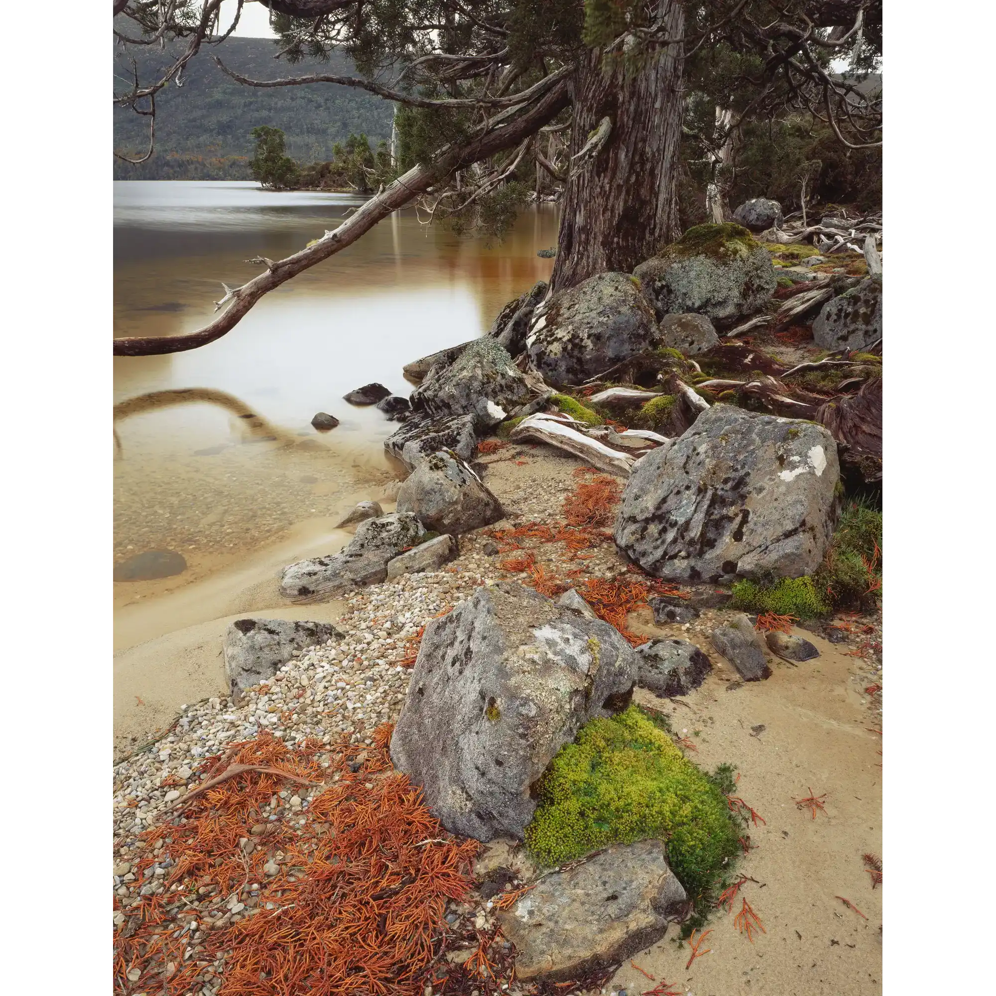 Shoreline at Lake Will, Cradle Mountain-Lake St Clair National Park, Tasmania by Peter Dombrovskis