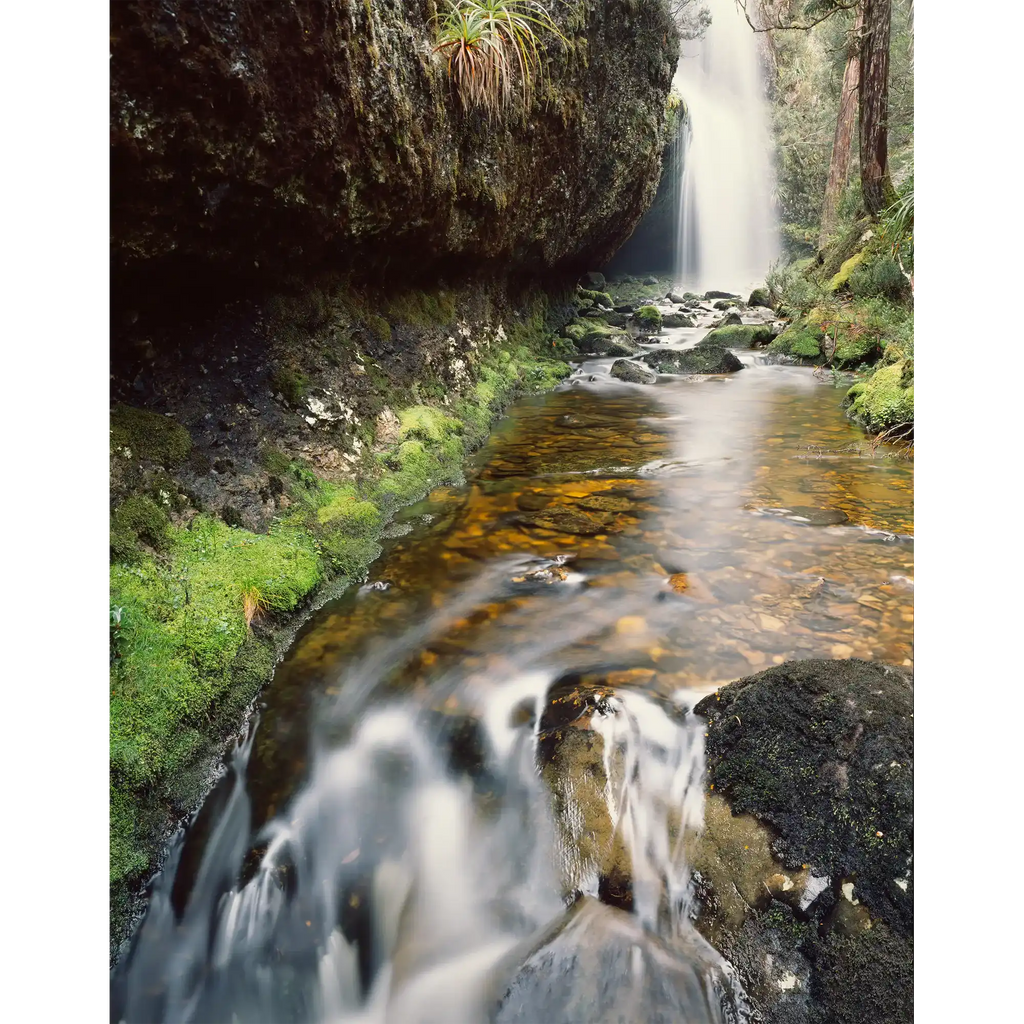 In Waterfall Valley, Cradle Mountain-Lake St Clair National Park, Tasmania by Peter Dombrovskis