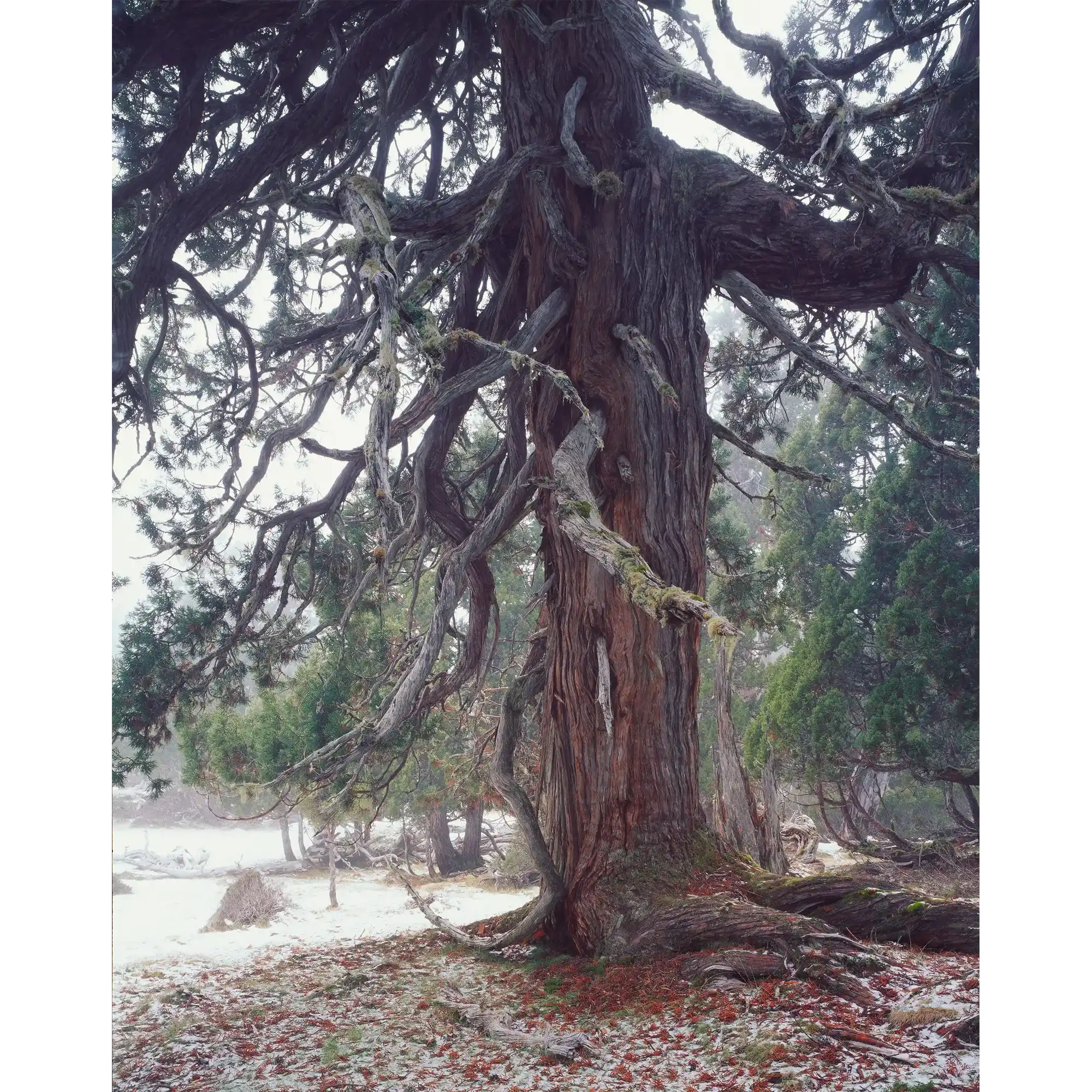 Pencil pine (Athrotaxis cupressoides), Walls of Jerusalem National Park, Tasmania by Peter Dombrovskis