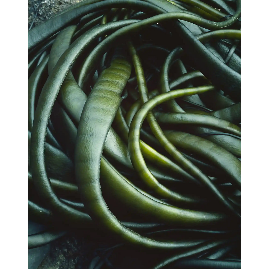 Kelp Detail, Macquarie Island, Tasmania by Peter Dombrovskis