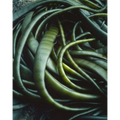 Kelp Detail, Macquarie Island, Tasmania by Peter Dombrovskis