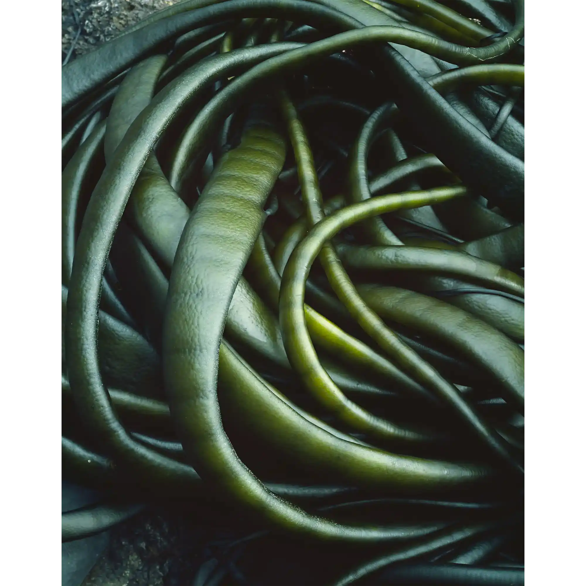 Kelp Detail, Macquarie Island, Tasmania by Peter Dombrovskis