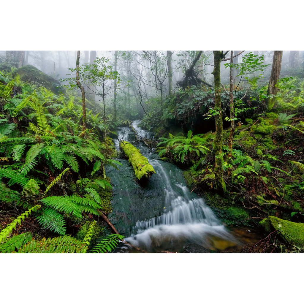 Bastion Cascades, Great Western Tiers, Tasmania by Dennis Harding