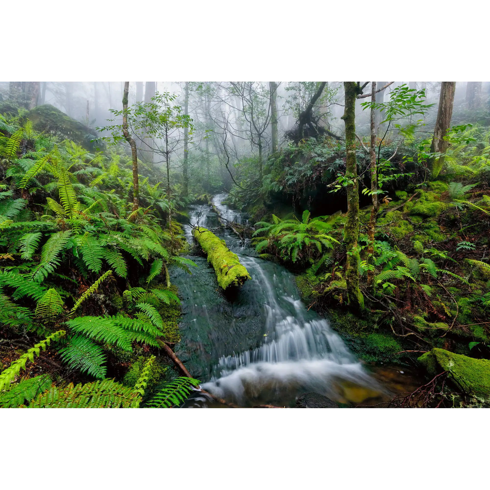Bastion Cascades, Great Western Tiers, Tasmania by Dennis Harding