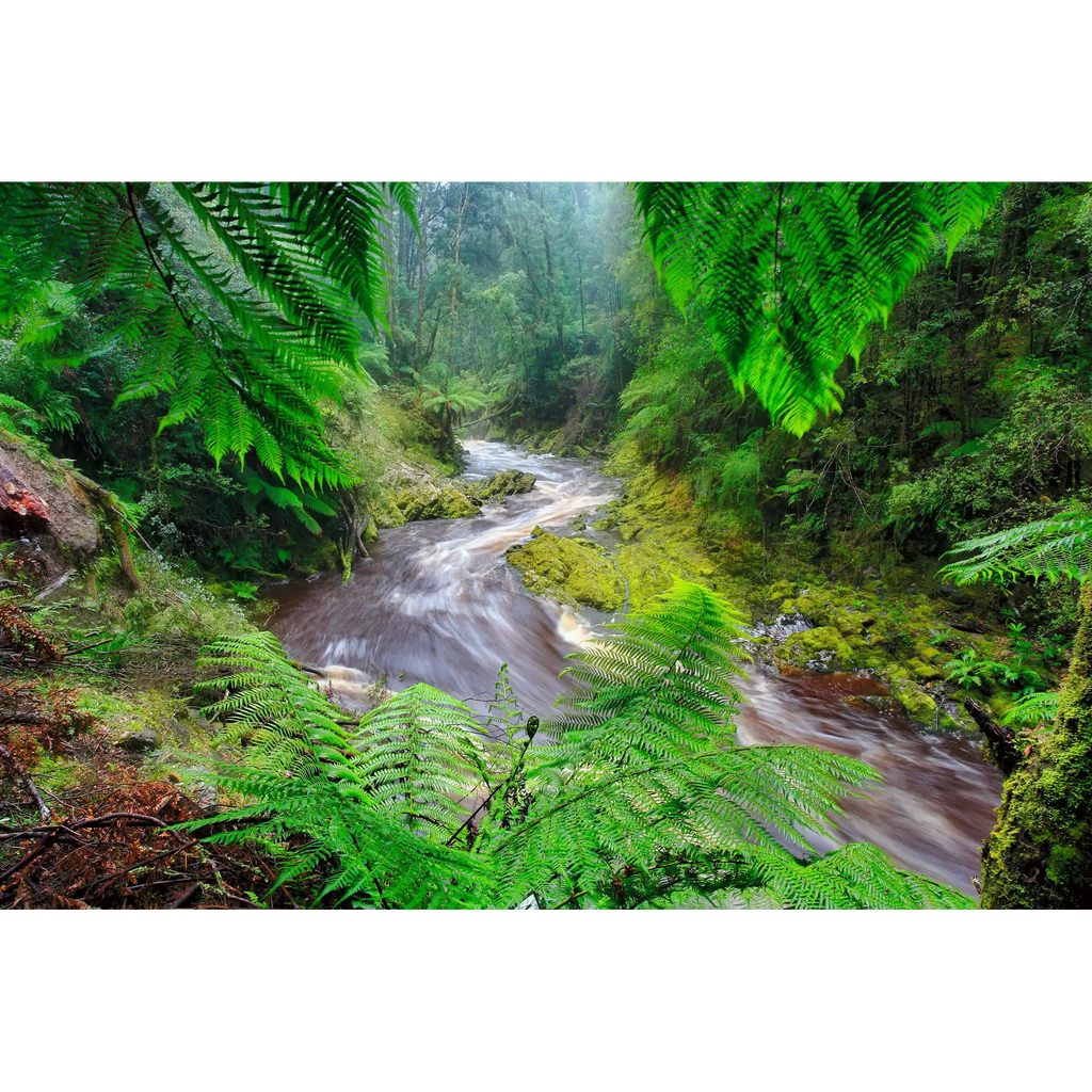 Bird River, Tasmania by Dennis Harding