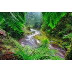 Bird River, Tasmania by Dennis Harding