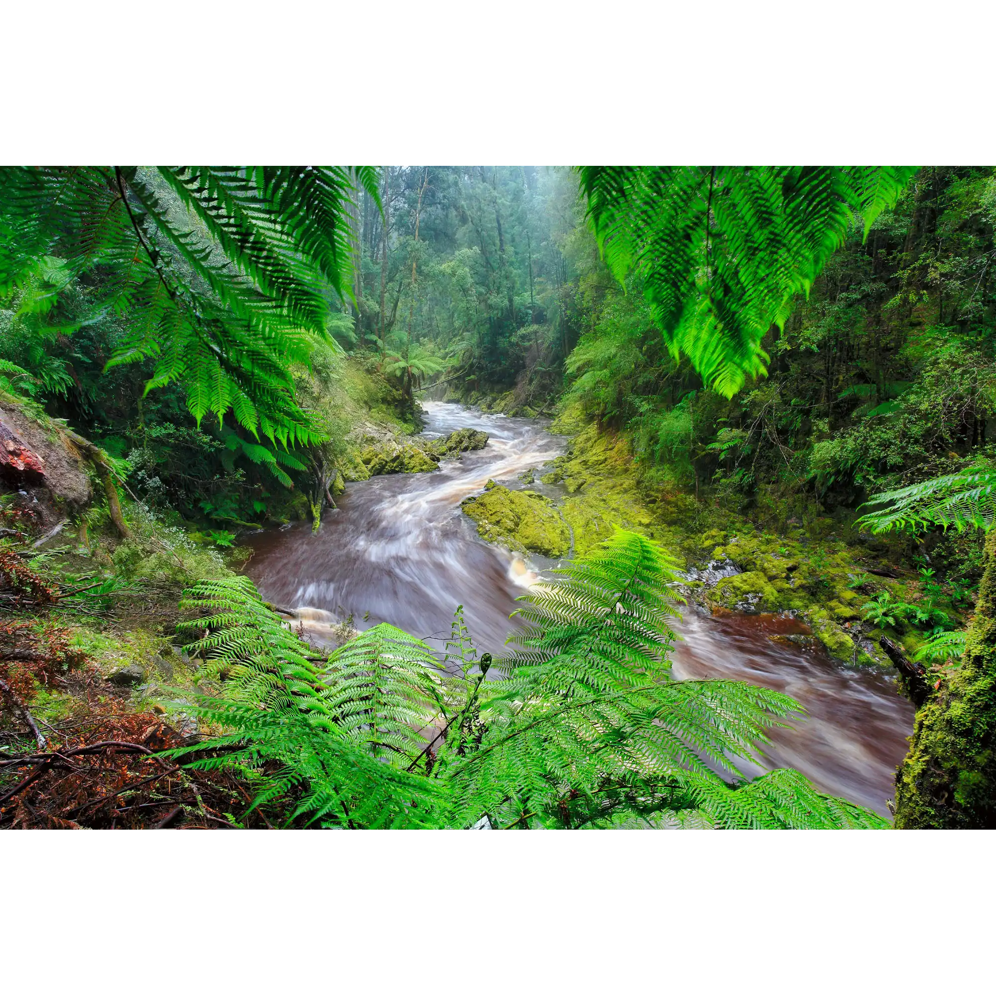 Bird River, Tasmania by Dennis Harding