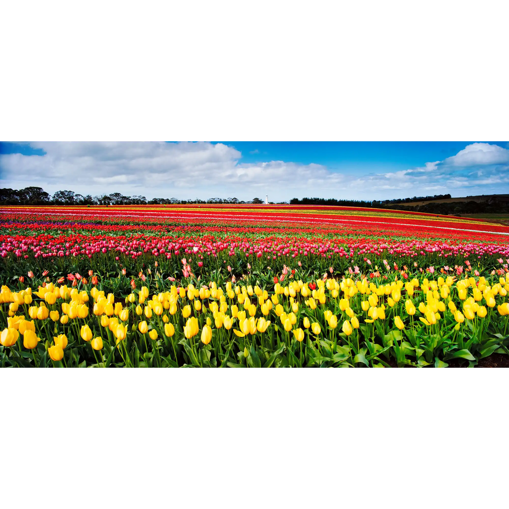 Table Cape Tulip Farm near Wynyard. (Panoramic) by Dennis Harding