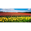 Table Cape Tulip Farm near Wynyard. (Panoramic) by Dennis Harding