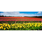 Table Cape Tulip Farm near Wynyard. (Panoramic) by Dennis Harding