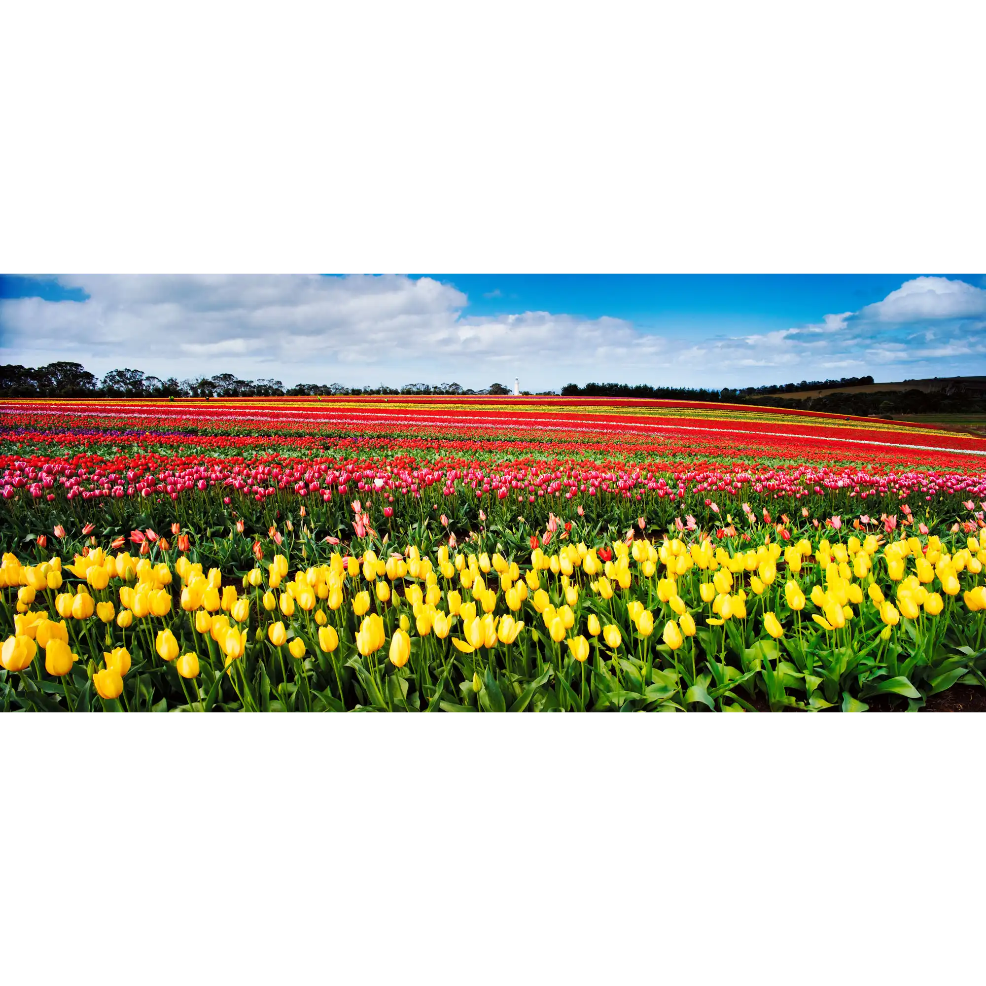 Table Cape Tulip Farm near Wynyard. (Panoramic) by Dennis Harding