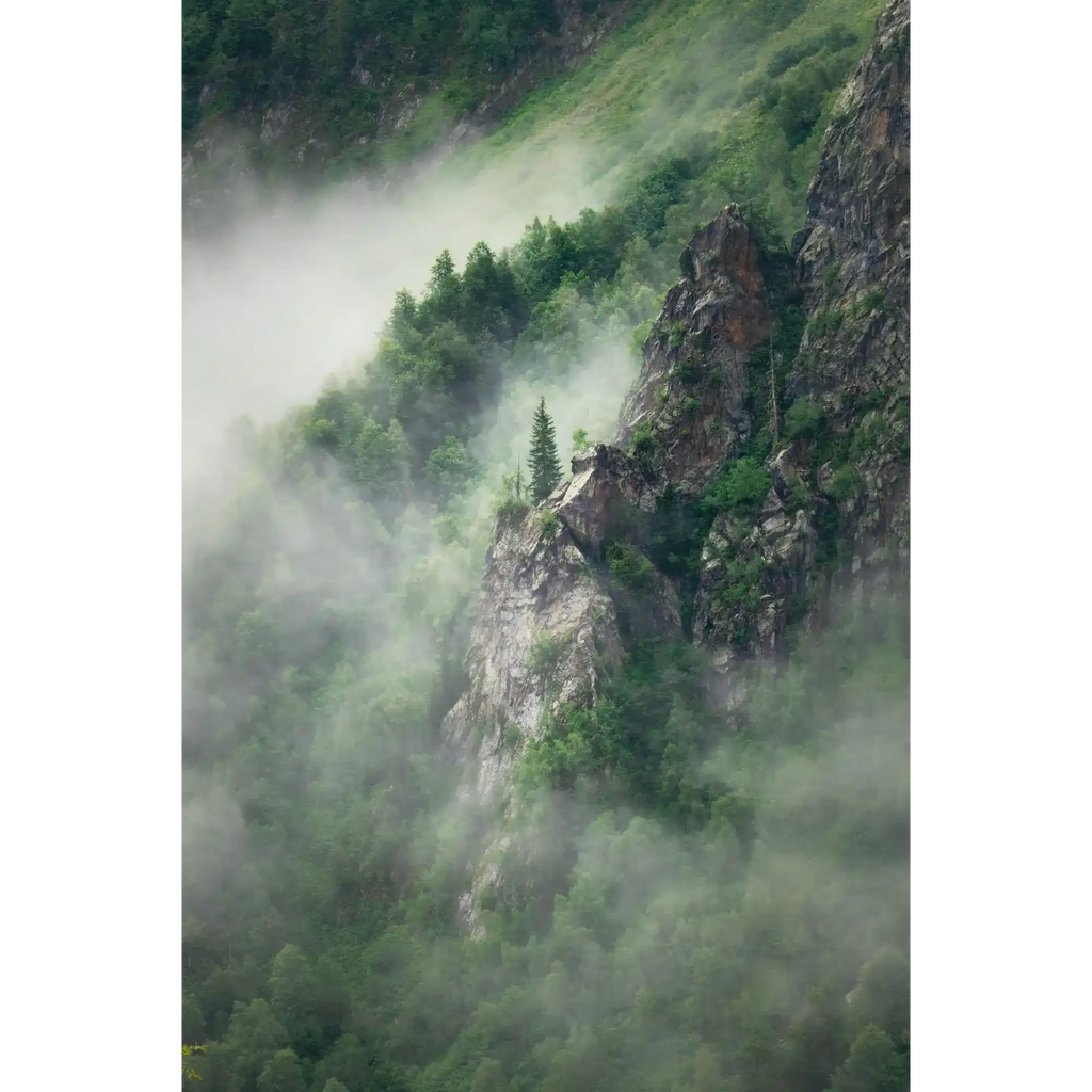 Lone spruce by Martin Hawes