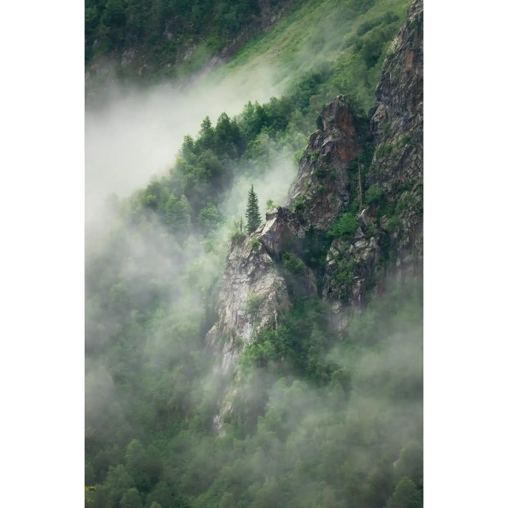 Lone spruce by Martin Hawes