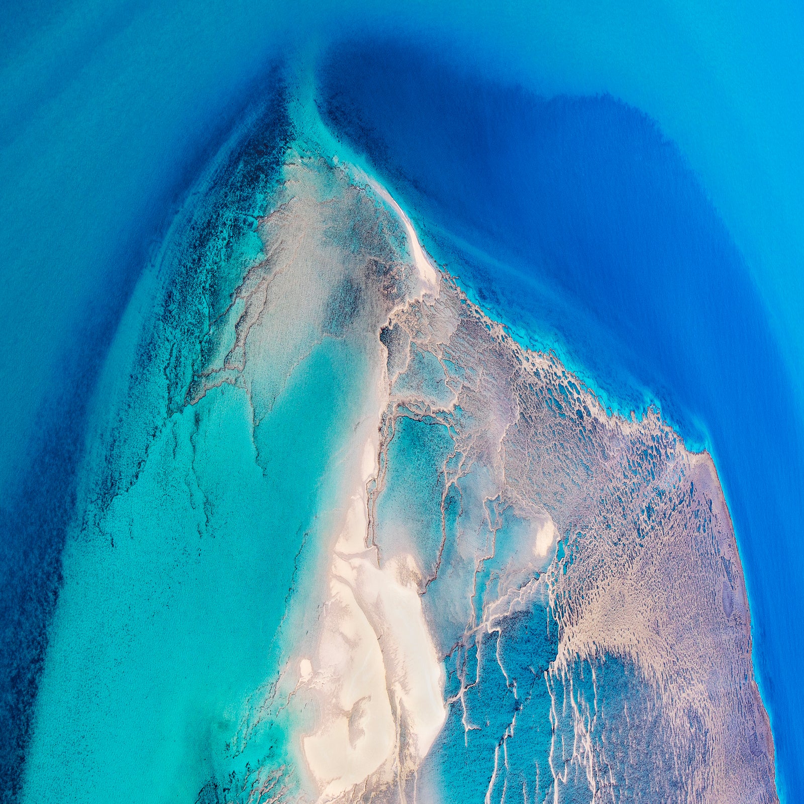 Lungs by Paul Hoelen