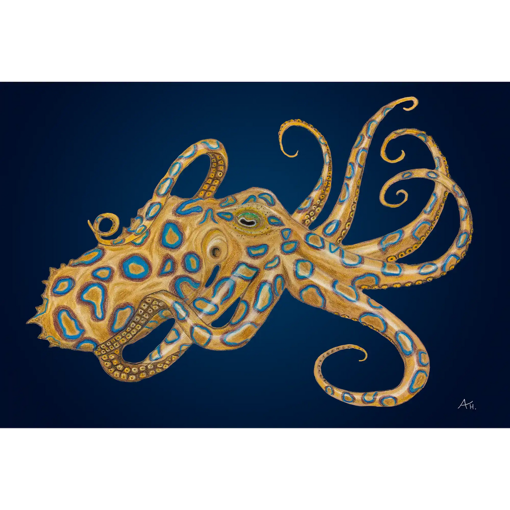 Blue Ringed octopus by Andy Hoggins