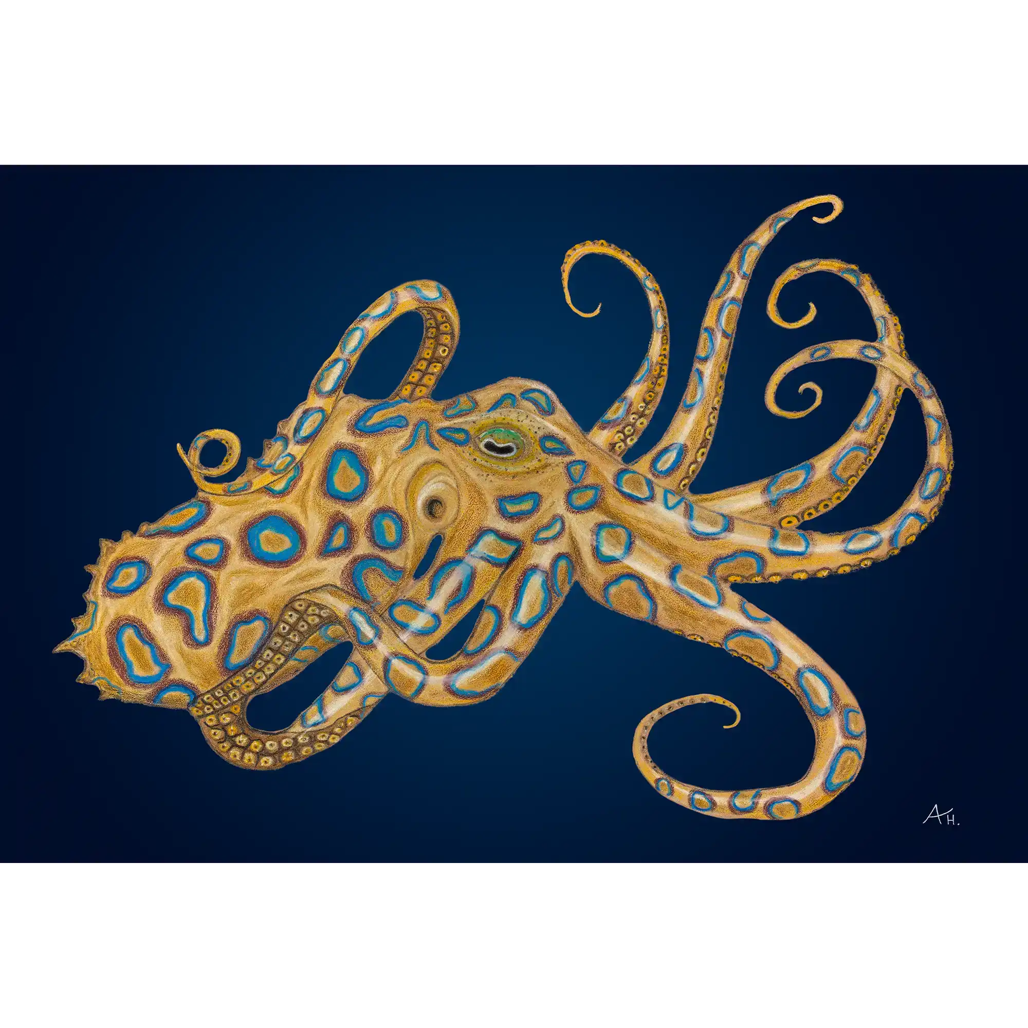 Blue Ringed octopus by Andy Hoggins