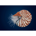 Chambered Nautilus by Andy Hoggins