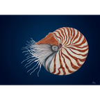 Chambered Nautilus by Andy Hoggins