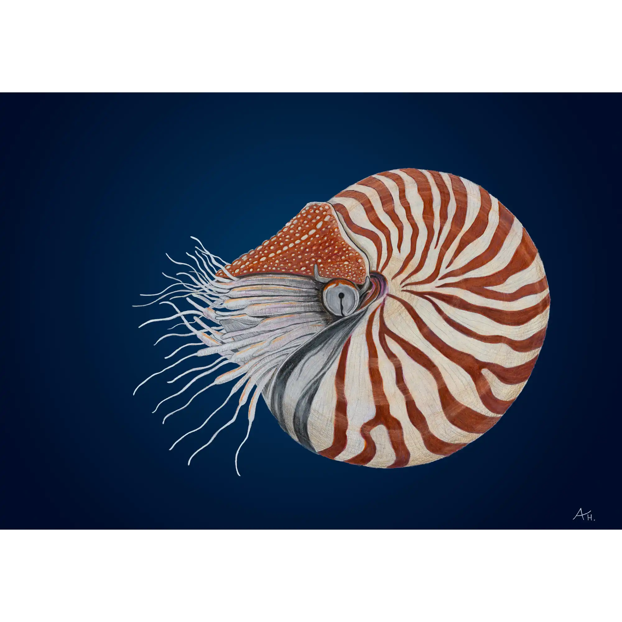 Chambered Nautilus by Andy Hoggins
