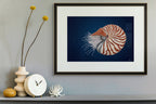 Chambered Nautilus by Andy Hoggins