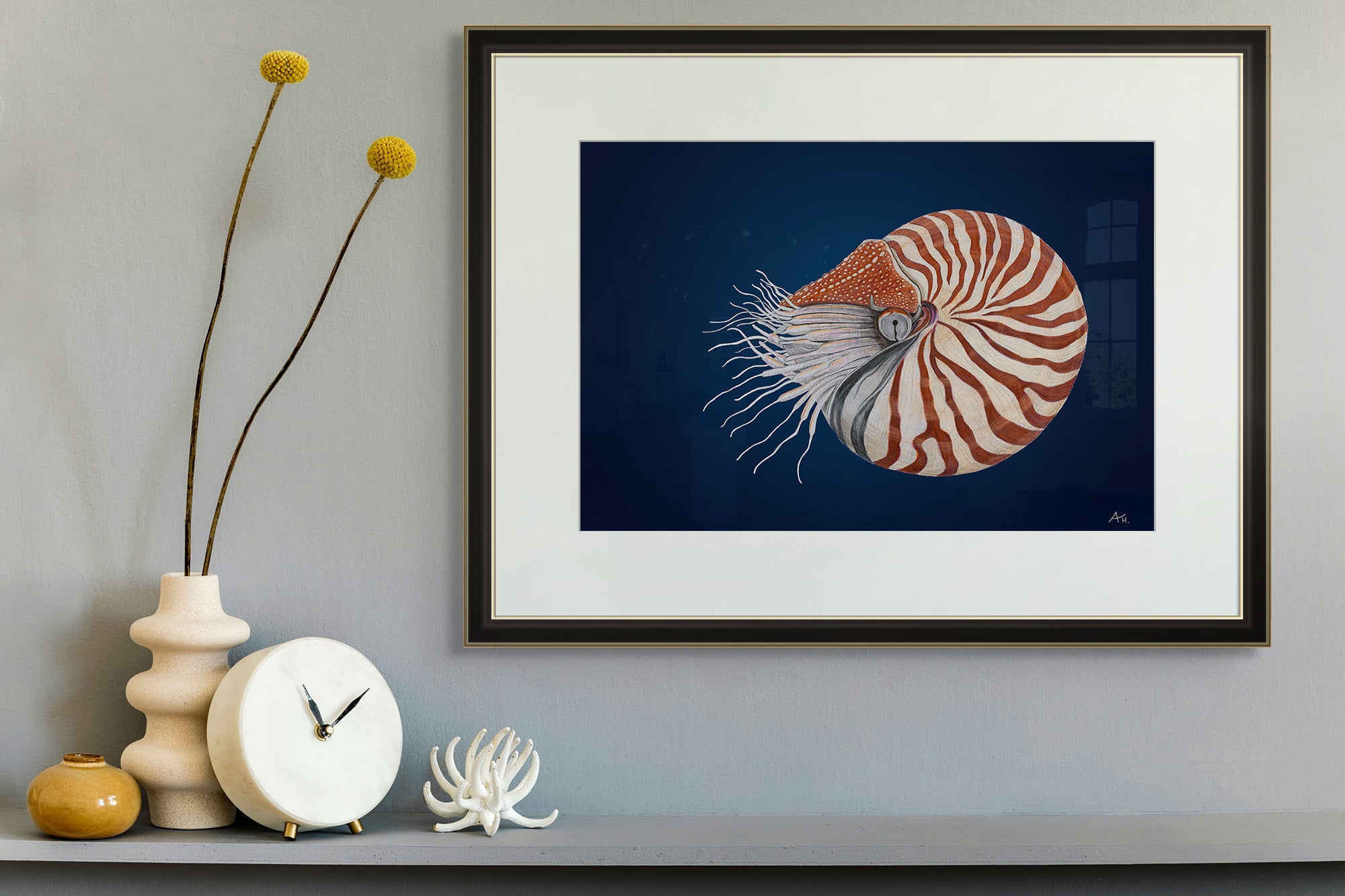 Chambered Nautilus by Andy Hoggins