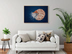 Chambered Nautilus by Andy Hoggins