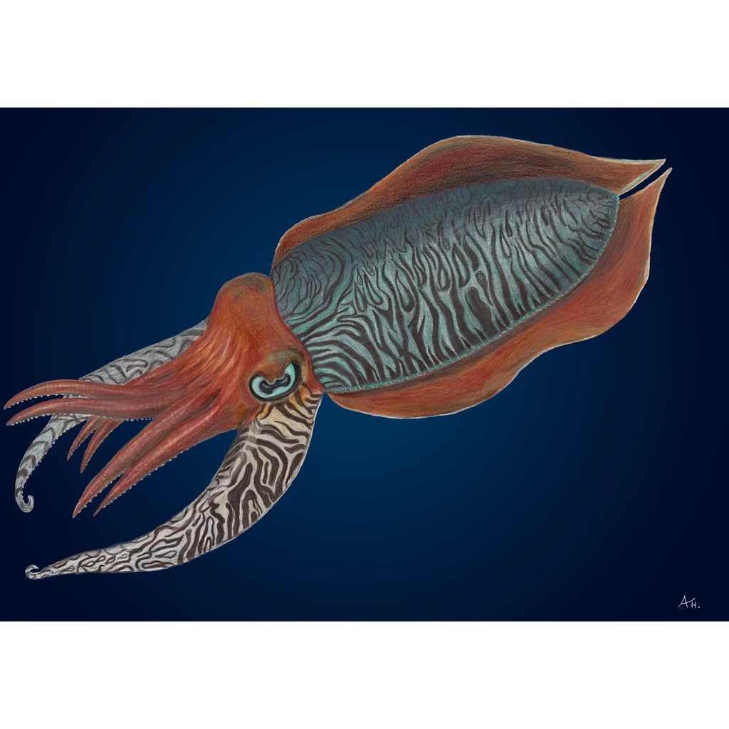 Cuttlefish by Andy Hoggins
