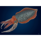Cuttlefish by Andy Hoggins