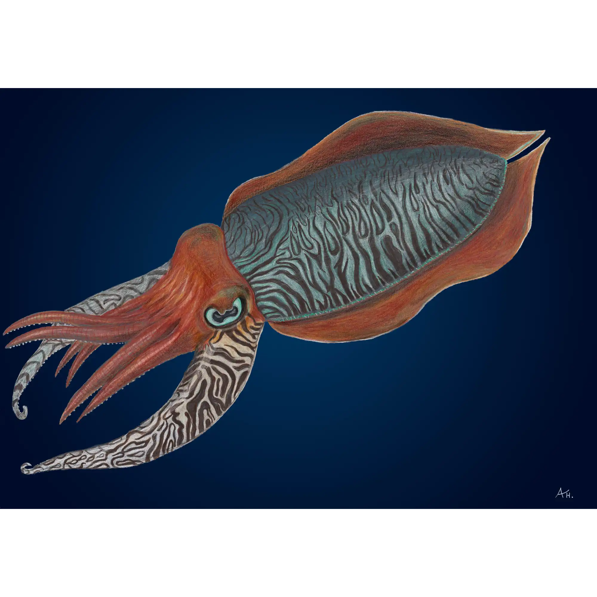 Cuttlefish by Andy Hoggins