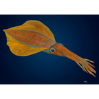 Southern Calamari by Andy Hoggins