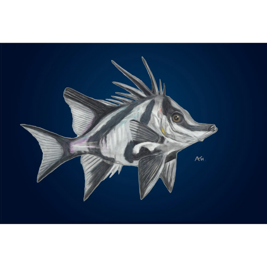Tasmania Boarfish by Andy Hoggins