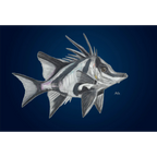 Tasmania Boarfish by Andy Hoggins