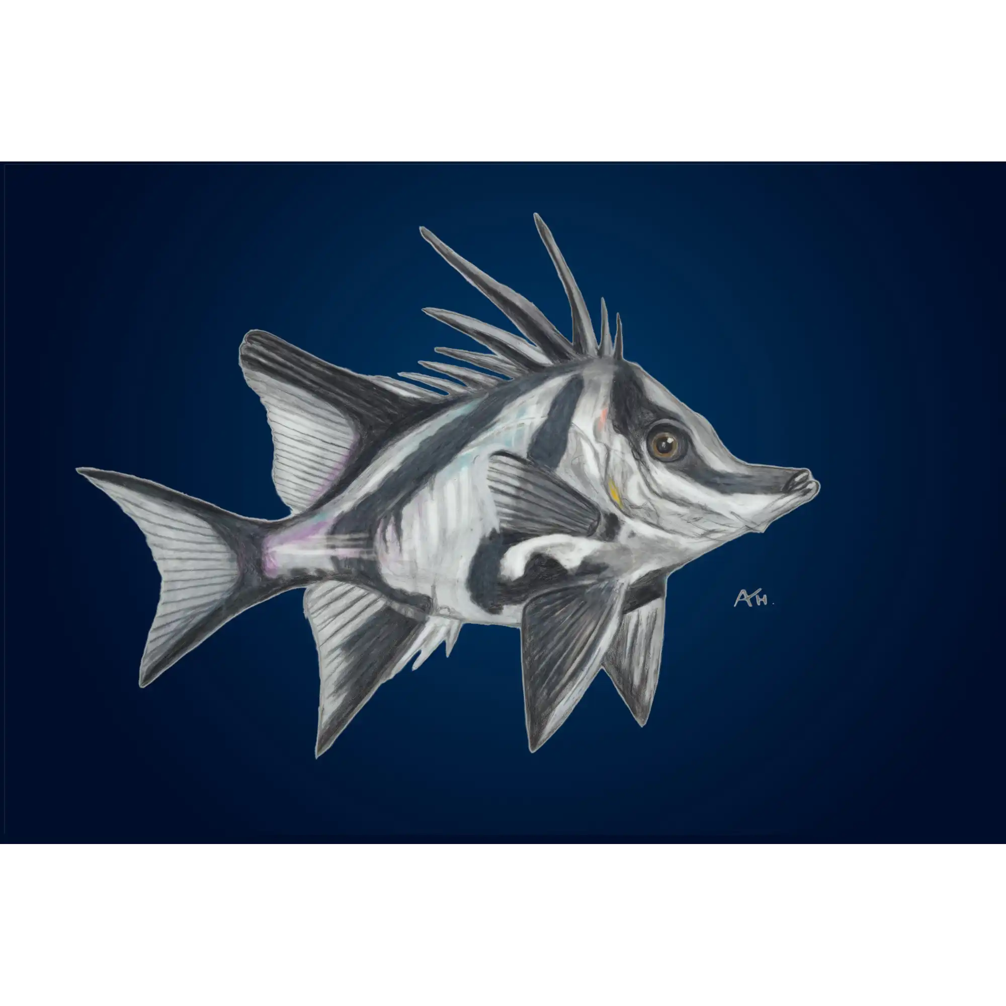 Tasmania Boarfish by Andy Hoggins