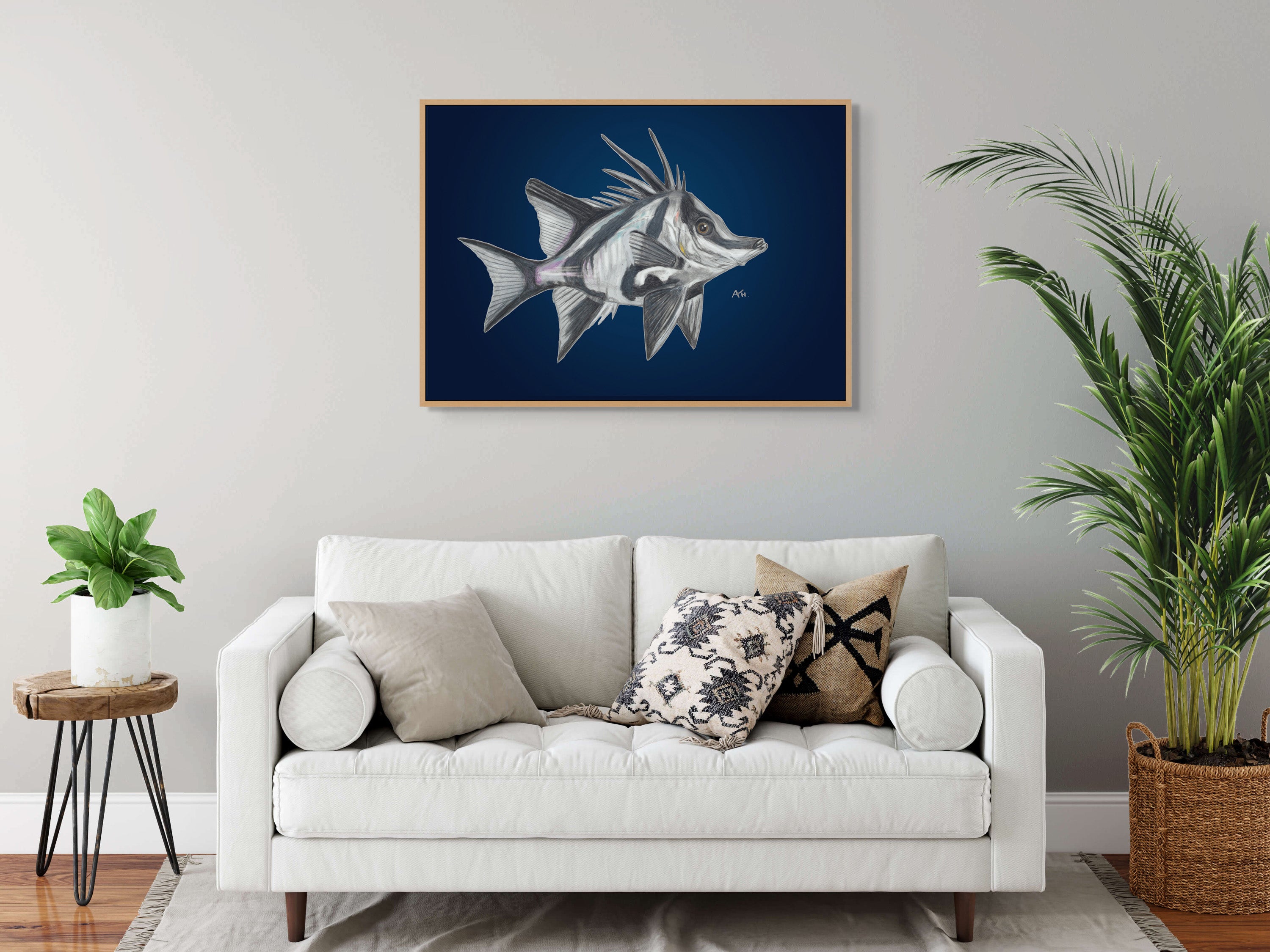 Tasmania Boarfish by Andy Hoggins