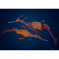 Weedy Seadragon Pair by Andy Hoggins