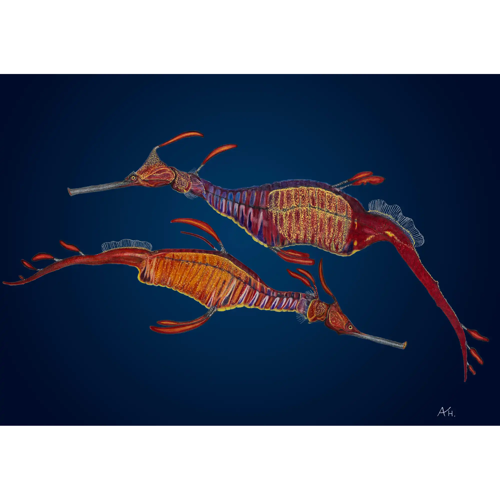 Weedy Seadragon Pair by Andy Hoggins