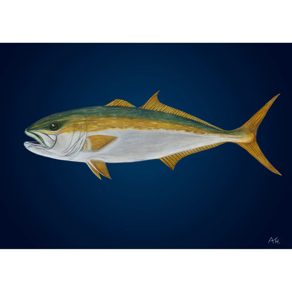 Yellowtail Kingfish by Andy Hoggins