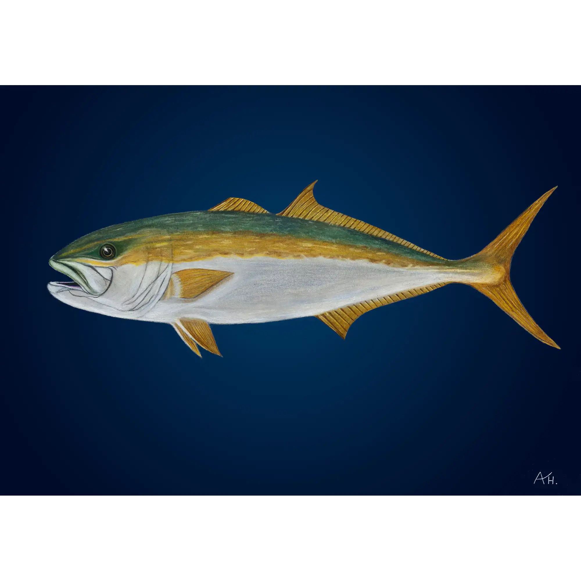 Yellowtail Kingfish by Andy Hoggins