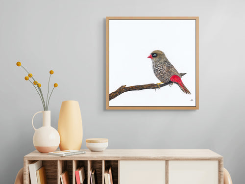 Beautiful Firetail - The Fires of Home by Andy Hoggins