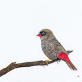 Beautiful Firetail - The Fires of Home by Andy Hoggins