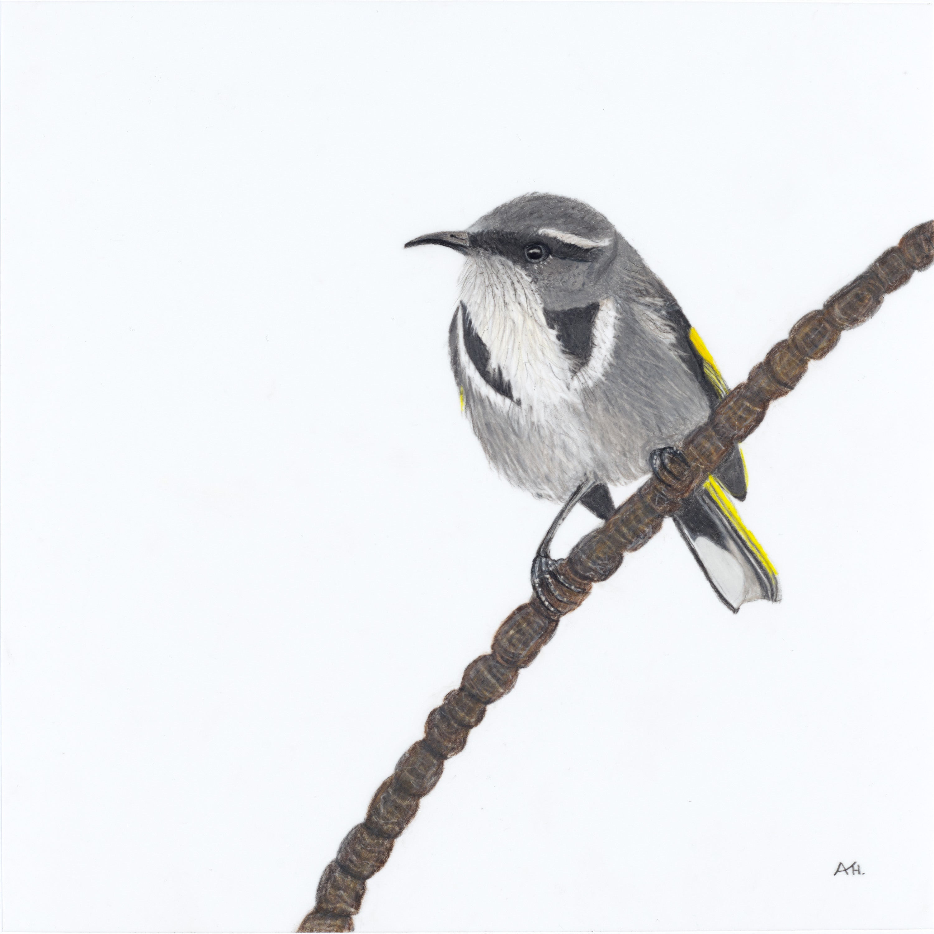 Crescent Honeyeater -Moon Shadow - The Fires of Home by Andy Hoggins