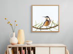 Eastern Spinebill - Friend of Lewis - The Fires of Home by Andy Hoggins