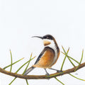 Eastern Spinebill - Friend of Lewis - The Fires of Home by Andy Hoggins