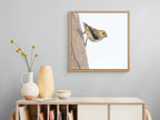 Forty Spotted Pardalote - Hanging by a Thread by Andy Hoggins